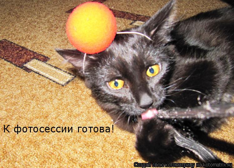 Котоматрица: К фотосессии готова!