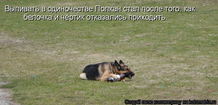 Котоматрица: Выпивать в одиночестве Полкан стал после того, как белочка и чёртик отказались приходить.