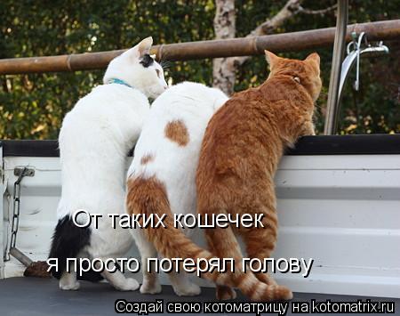 Котоматрица: От таких кошечек   я просто потерял голову