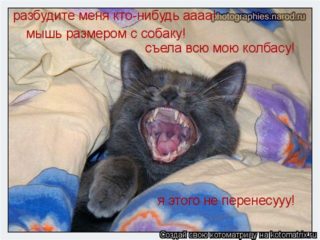 Котоматрица: мышь размером с собаку! разбудите меня кто-нибудь аааа! съела всю мою колбасу! я этого не перенесууу!