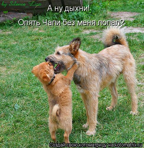 Котоматрица: А ну дыхни! Опять Чапи без меня лопал?
