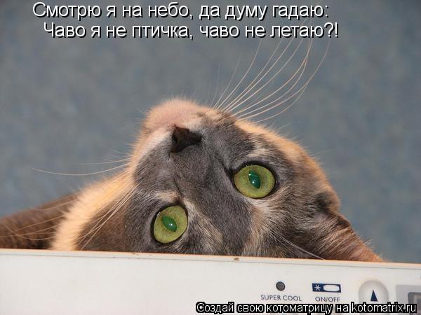 Смотрю я на небо, да думу гадаю: Чаво я не птичка, чаво не летаю?!... Котоматрица: Смотрю я на небо, да думу гадаю: Чаво я не птичка, чаво не летаю?!
