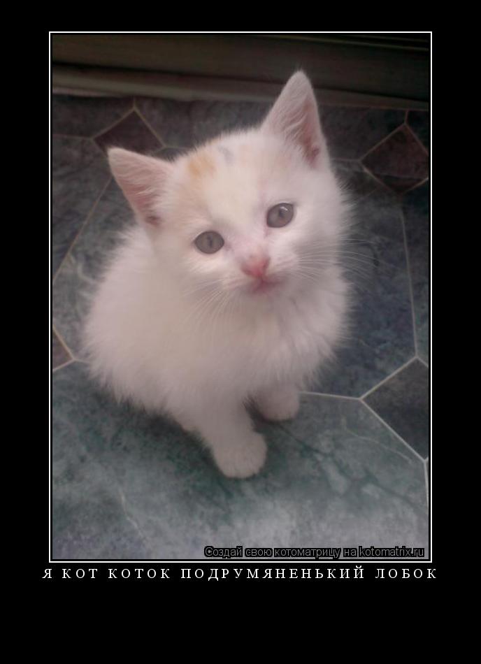Я кот коток подрумяненький лобок ... Котоматрица: Я кот коток подрумяненький лобок