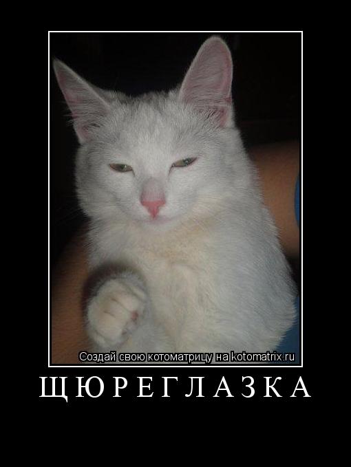 Щюреглазка ... Котоматрица: Щюреглазка