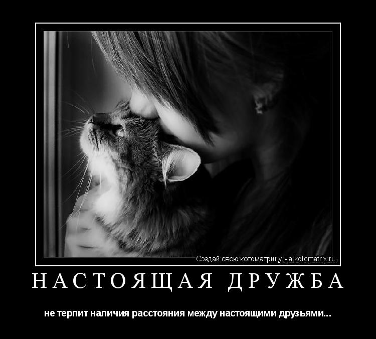 Котоматрица: НАСТОЯЩАЯ ДРУЖБА не терпит наличия расстояния между настоящими друзьями...