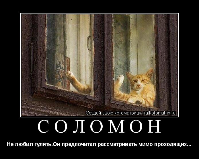 Котоматрица: СОЛОМОН Не любил гулять.Он предпочитал рассматривать мимо проходящих...