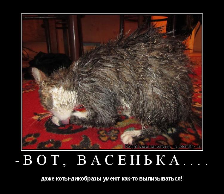 Котоматрица: -вот, Васенька.... даже коты-дикобразы умеют как-то вылизываться!