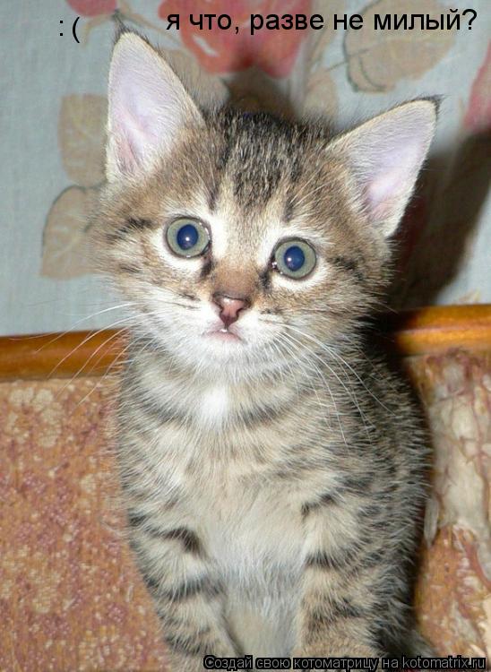 Котоматрица: я что, разве не милый? ( :