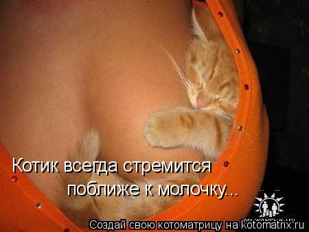 Котоматрица: Котик всегда стремится  поближе к молочку...