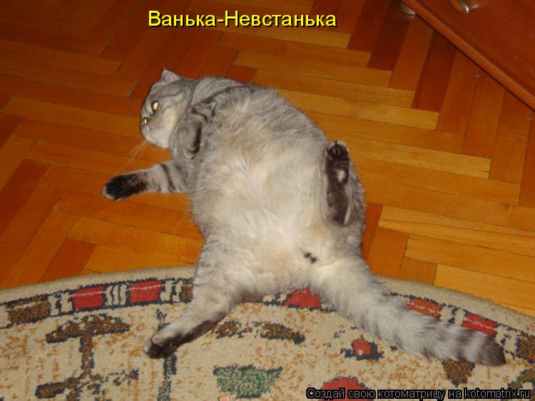 Ванька-Невстанька... Котоматрица: Ванька-Невстанька