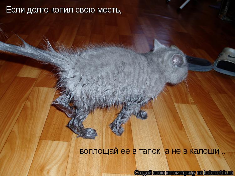 Котоматрица: Если долго копил свою месть, воплощай ее в тапок, а не в калоши...