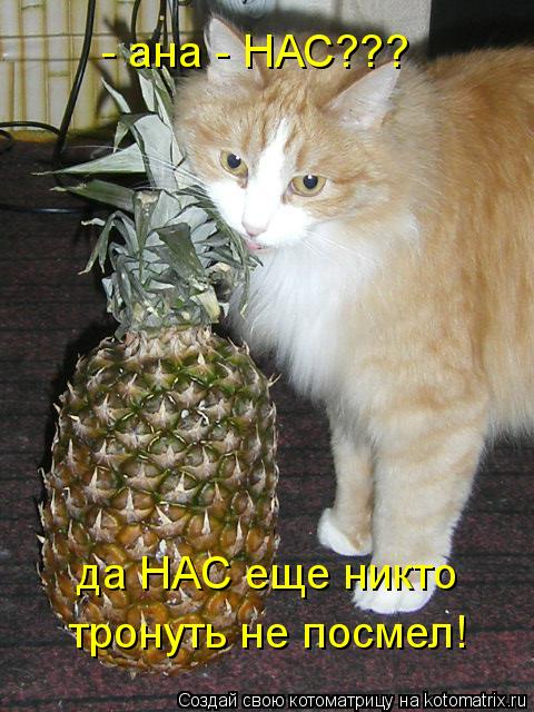 Котоматрица: - ана - НАС??? тронуть не посмел! да НАС еще никто