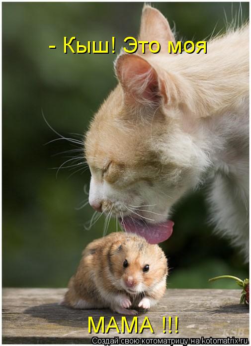 - Кыш! Это моя МАМА !!!... Котоматрица: - Кыш! Это моя МАМА !!!