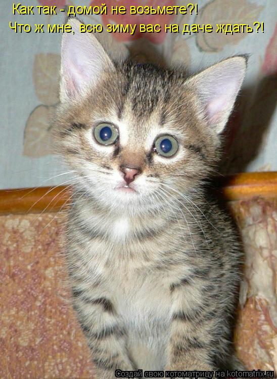 Как так - домой не возьмете?! Что ж мне, всю зиму вас на даче ждать?!... Котоматрица: Как так - домой не возьмете?! Что ж мне, всю зиму вас на даче ждать?!