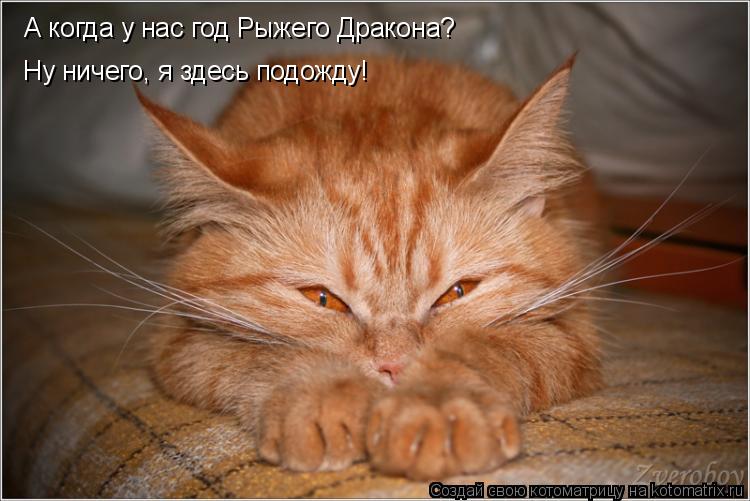 А когда у нас год Рыжего Дракона? Ну ничего, я здесь подожду!... Котоматрица: А когда у нас год Рыжего Дракона? Ну ничего, я здесь подожду!