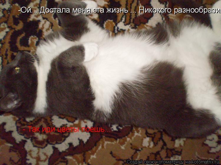 -Ой... Достала меня эта жизнь ... Никокого разнообразия... - Так иди цветы поешь...... Котоматрица: -Ой... Достала меня эта жизнь ... Никокого разнообразия... - Так иди цветы поешь...