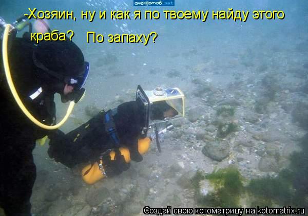 -Хозяин, ну и как я по твоему найду этого краба? По запаху?... Котоматрица: -Хозяин, ну и как я по твоему найду этого краба? По запаху?