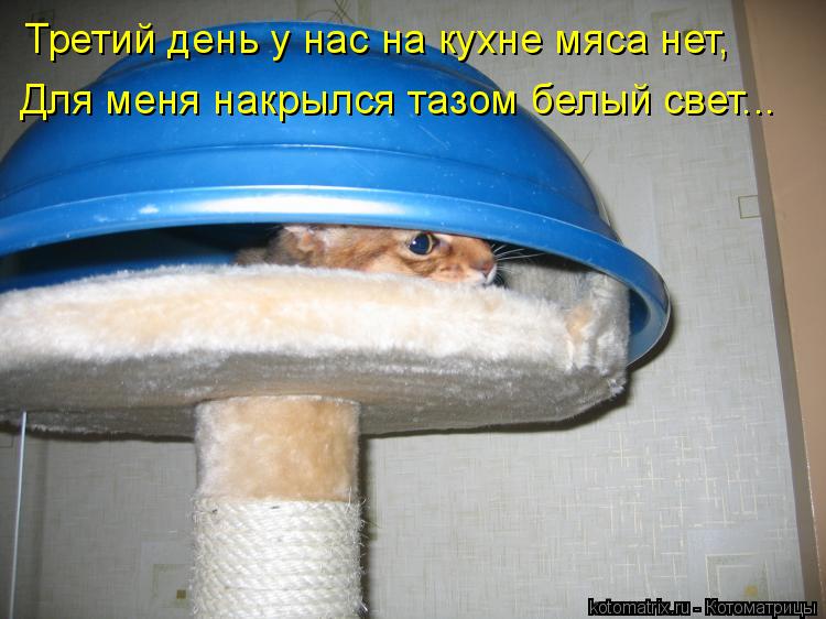 Третий день у нас на кухне мяса нет, Для меня накрылся тазом белый свет...... Котоматрица: Третий день у нас на кухне мяса нет, Для меня накрылся тазом белый свет...