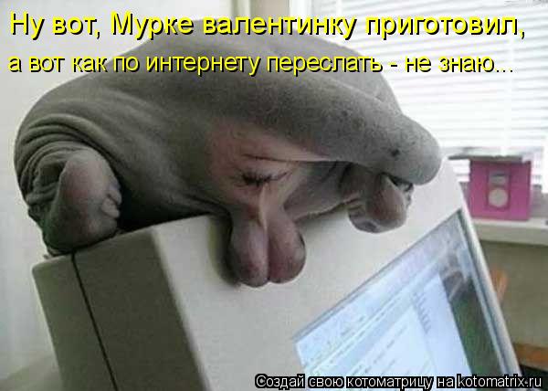 Ну вот, Мурке валентинку приготовил, а вот как по интернету переслать - не знаю...... Котоматрица: Ну вот, Мурке валентинку приготовил, а вот как по интернету переслать - не знаю...