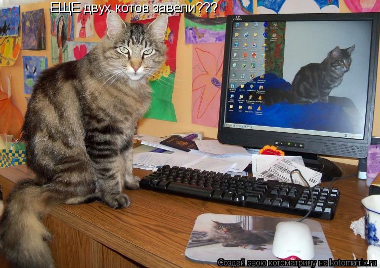 ЕЩЕ двух котов завели???... Котоматрица: ЕЩЕ двух котов завели???