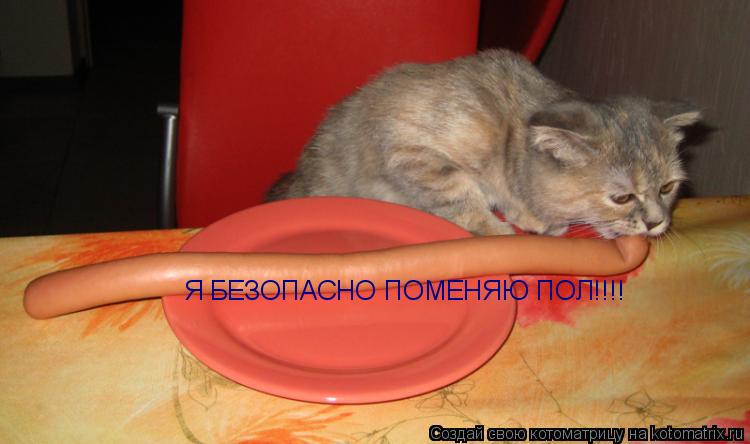 Я БЕЗОПАСНО ПОМЕНЯЮ ПОЛ!!!!... Котоматрица: Я БЕЗОПАСНО ПОМЕНЯЮ ПОЛ!!!!