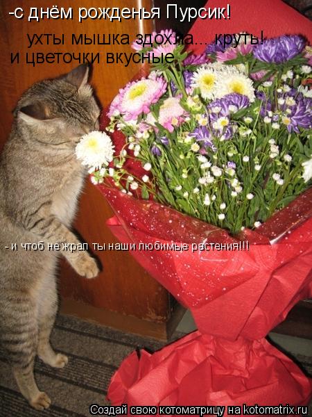 -с днём рожденья Пурсик! ухты мышка здохла... круть! и цветочки вкусные - и чтоб не жрал ты наши люби... Котоматрица: -с днём рожденья Пурсик! ухты мышка здохла... круть! и цветочки вкусные - и чтоб не жрал ты наши любимые растения!!!