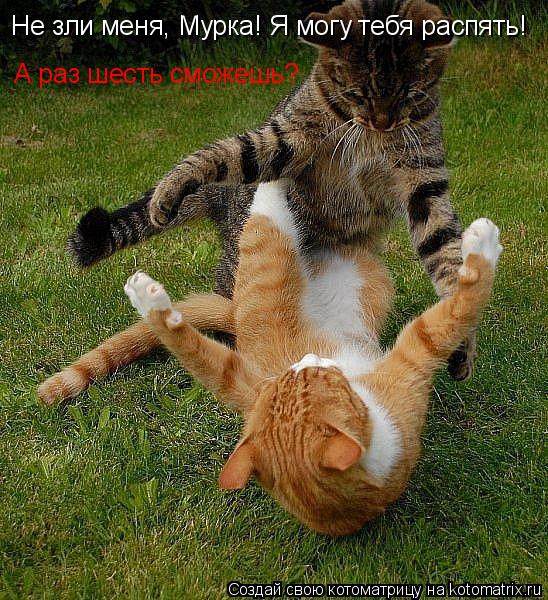 Не зли меня, Мурка! Я могу тебя распять! А раз шесть сможешь?... Котоматрица: Не зли меня, Мурка! Я могу тебя распять! А раз шесть сможешь?