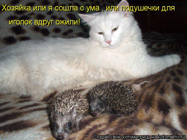 Хозяйка,или я сошла с ума , или подушечки для иголок вдруг ожили!... Котоматрица: Хозяйка,или я сошла с ума , или подушечки для иголок вдруг ожили!
