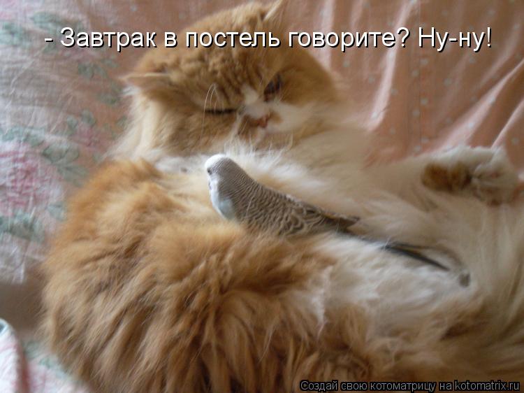 - Завтрак в постель говорите? Ну-ну!... Котоматрица: - Завтрак в постель говорите? Ну-ну!