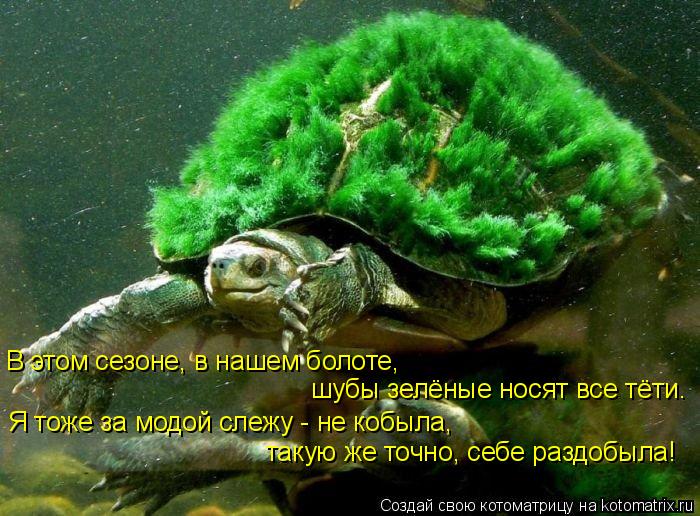 В этом сезоне, в нашем болоте, шубы зелёные носят все тёти. Я тоже за модой слежу - не кобыла, таку... Котоматрица: В этом сезоне, в нашем болоте, шубы зелёные носят все тёти. Я тоже за модой слежу - не кобыла, такую же точно, себе раздобыла!