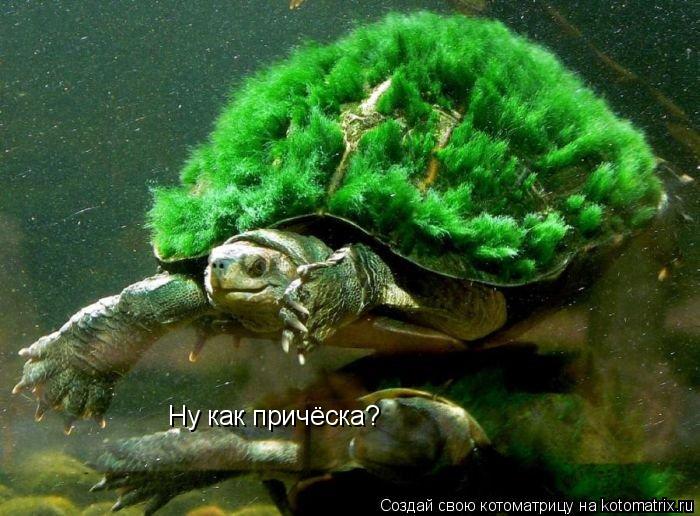 Ну как причёска?... Котоматрица: Ну как причёска?