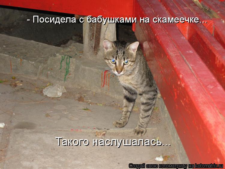 - Посидела с бабушками на скамеечке... Такого наслушалась...... Котоматрица: - Посидела с бабушками на скамеечке... Такого наслушалась...