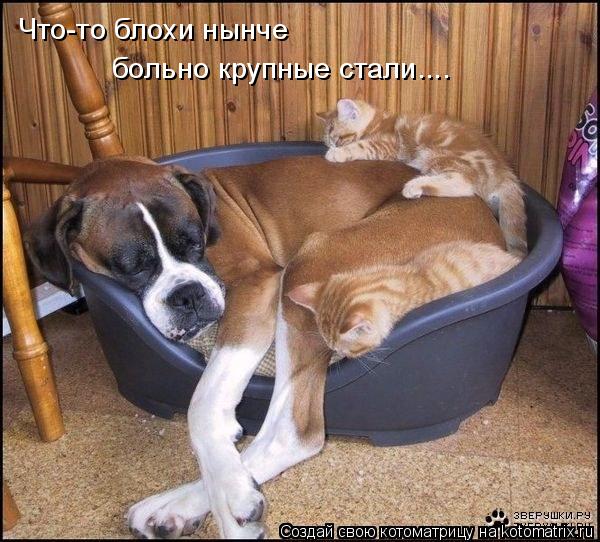 Что-то блохи нынче больно крупные стали....... Котоматрица: Что-то блохи нынче больно крупные стали....