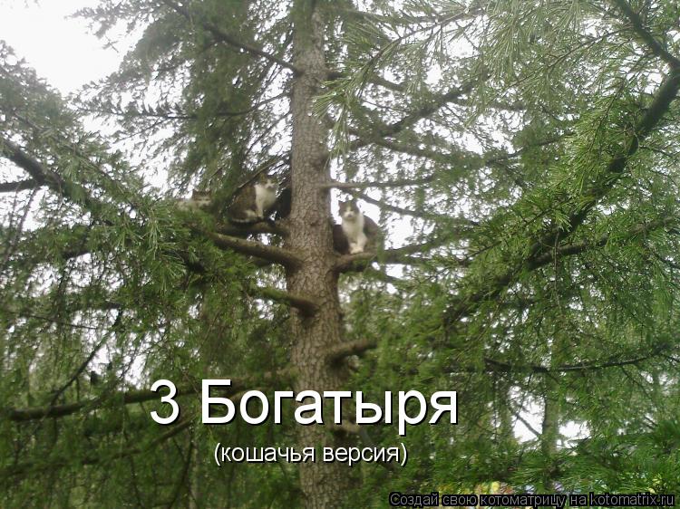 3 Богатыря (кошачья версия)... Котоматрица: 3 Богатыря (кошачья версия)