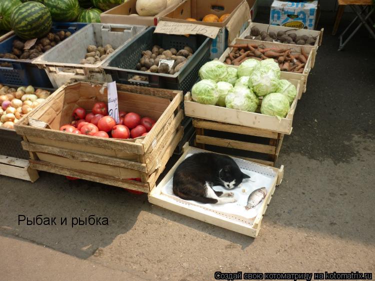 Рыбак и рыбка... Котоматрица: Рыбак и рыбка