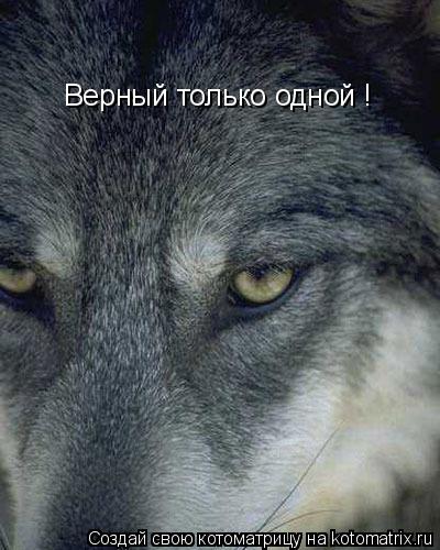 Верный только одной !... Котоматрица: Верный только одной !