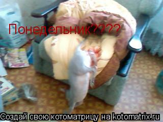 Понедельник????... Котоматрица: Понедельник????