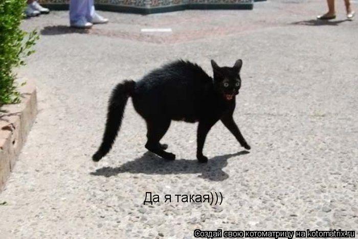 Да я такая)))... Котоматрица: Да я такая)))