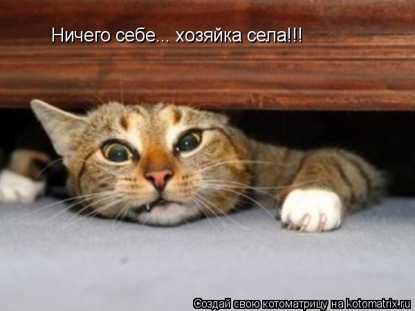 Ничего себе... хозяйка села!!!... Котоматрица: Ничего себе... хозяйка села!!!