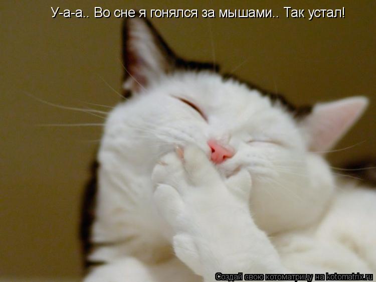 У-а-а.. Во сне я гонялся за мышами.. Так устал!... Котоматрица: У-а-а.. Во сне я гонялся за мышами.. Так устал!