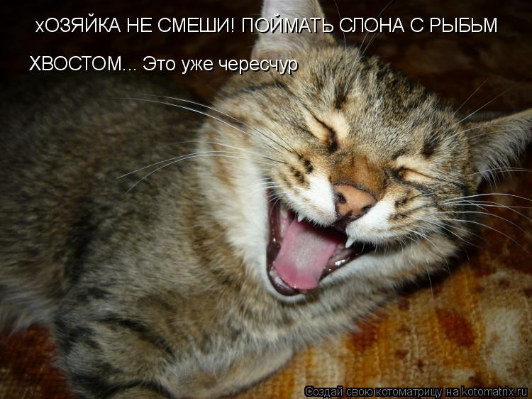хОЗЯЙКА НЕ СМЕШИ! ПОЙМАТЬ СЛОНА С РЫБЬМ ХВОСТОМ... Это уже чересчур... Котоматрица: хОЗЯЙКА НЕ СМЕШИ! ПОЙМАТЬ СЛОНА С РЫБЬМ ХВОСТОМ... Это уже чересчур