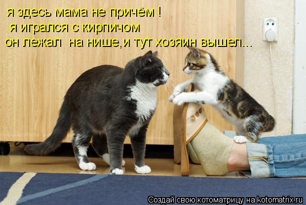 я здесь мама не причём ! я игрался с кирпичом он лежал на нише,и тут хозяин вышел...... Котоматрица: я здесь мама не причём ! я игрался с кирпичом он лежал на нише,и тут хозяин вышел...