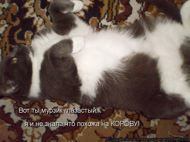 Вот ты,мурзик глазастый... я и не знала,что похожа на КОРОВУ!... Котоматрица: Вот ты,мурзик глазастый... я и не знала,что похожа на КОРОВУ!