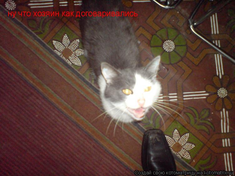 Котоматрица: ну что хозяин как договаривались