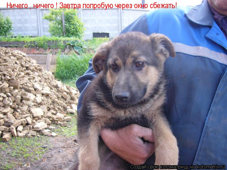 Котоматрица: Ничего , ничего ! Завтра попробую через окно сбежать!