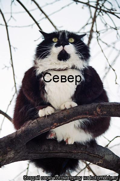Котоматрица: Север