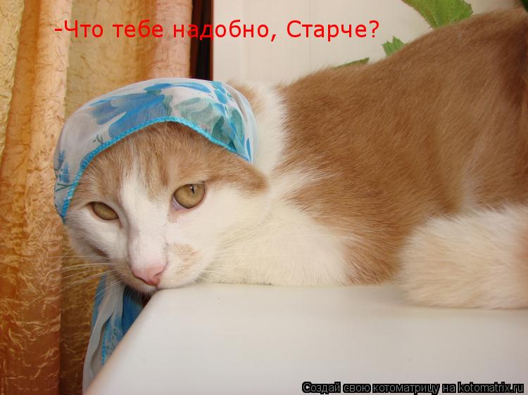 Котоматрица: -Что тебе надобно, Старче?