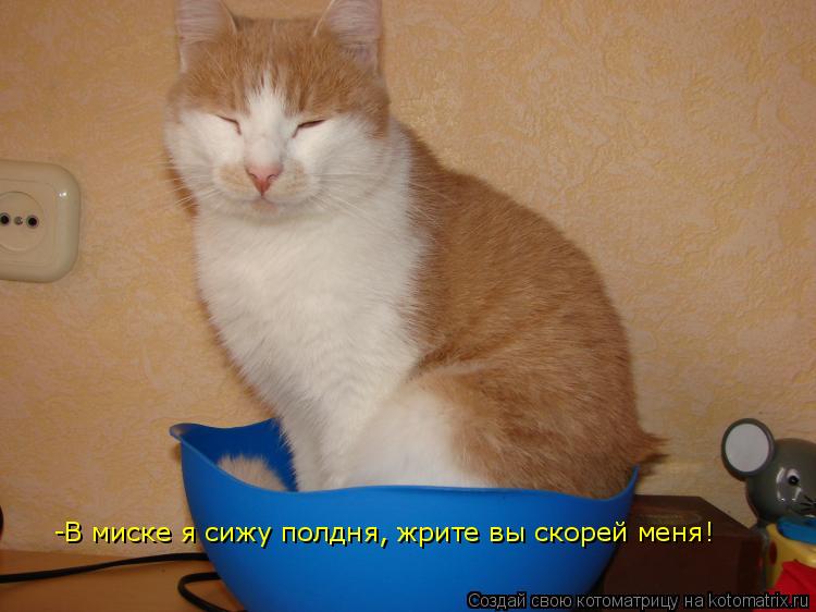 Котоматрица: -В миске я сижу полдня, жрите вы скорей меня!