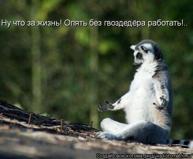 Котоматрица: Ну что за жизнь! Опять без гвоздедёра работать!..