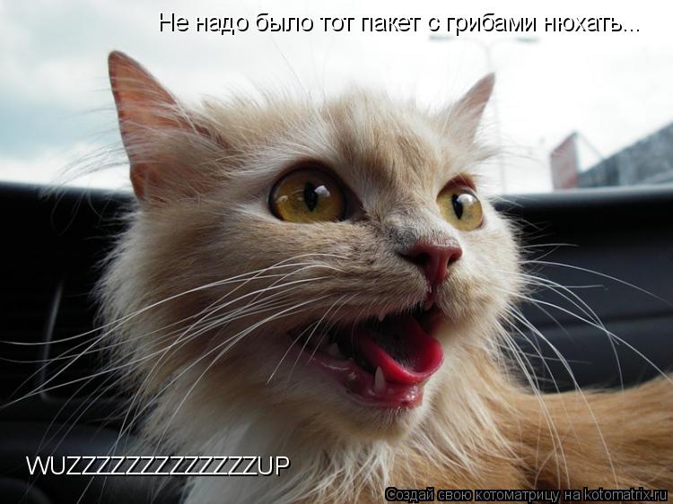 Котоматрица: WUZZZZZZZZZZZZZUP Не надо было тот пакет с грибами нюхать...